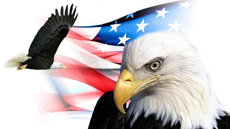 Patriotic USA, Indpendence Day, USA, bald eagles, Memorial Day, patriotic, collage, Veterans Day, flag, American eagle, 4th of July, United States of America, Fireafox Persona theme, HD wallpaper