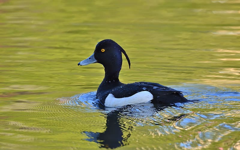 Pile-tufted Duck, duck, bird, reflection, water, HD wallpaper