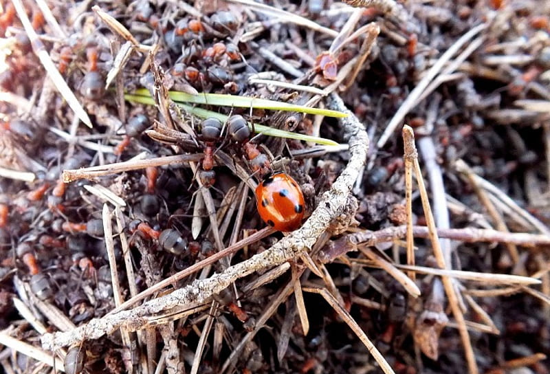 Ladybird in ant-hill., nature, spring, animals, other, HD wallpaper