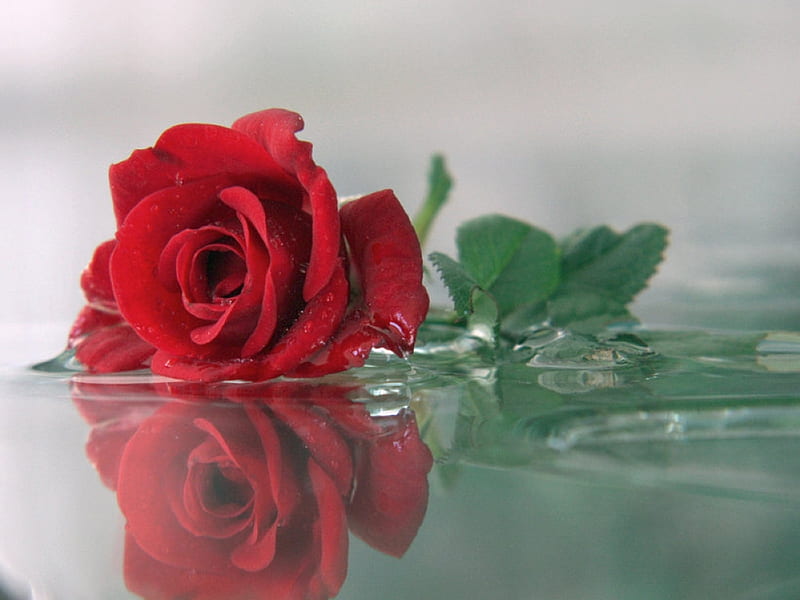 Red Rose Reflection, red, water, rose, bonito, reflection, HD wallpaper