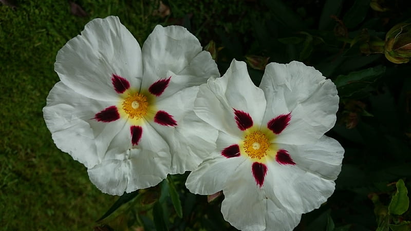 Cistus Alan Fradd (Rockrose), Rockrose, White, Flowers, Nature, HD wallpaper