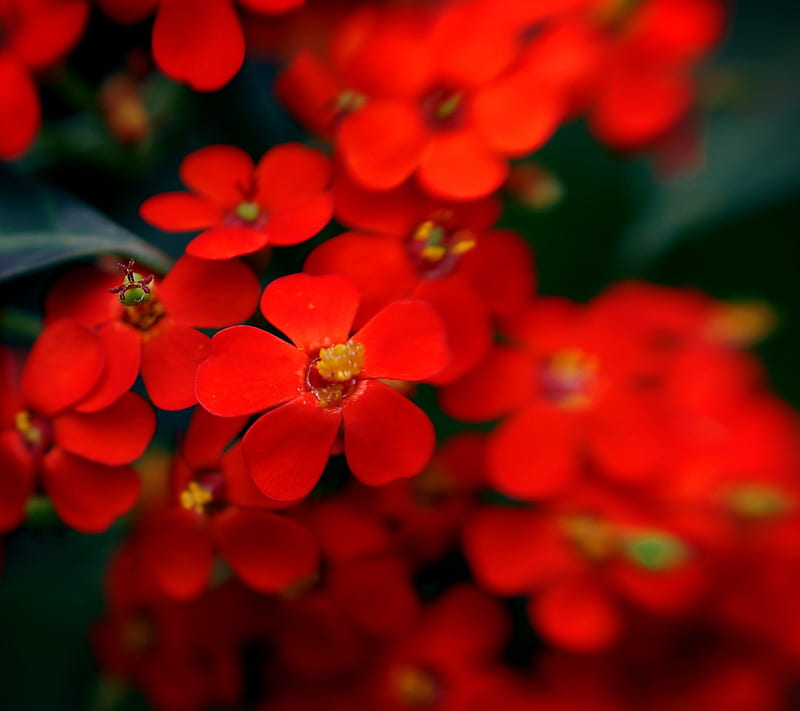 Red Flower, colour, cool, designnature, HD wallpaper | Peakpx