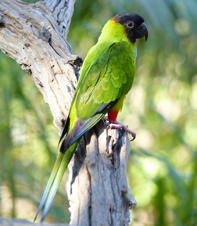 aratinga, parrot, bird, bright, HD phone wallpaper