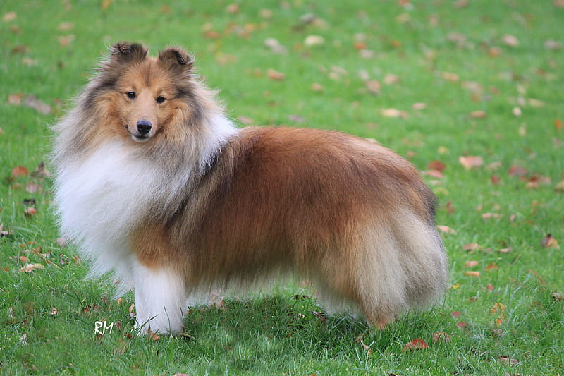 Scottish Dog Breeds - Shetland Collie, Scottish Dog Breeds, Collies, Shetland Collie, Scottish Dogs, HD wallpaper