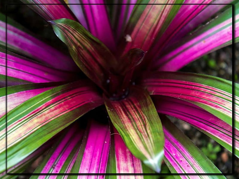 BROMELIAD, PRETTY, PLANT, HD wallpaper