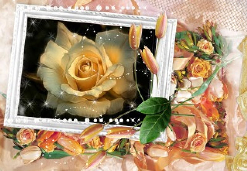 Pink rose in frame, stars, tulips, rose, white frame, HD wallpaper