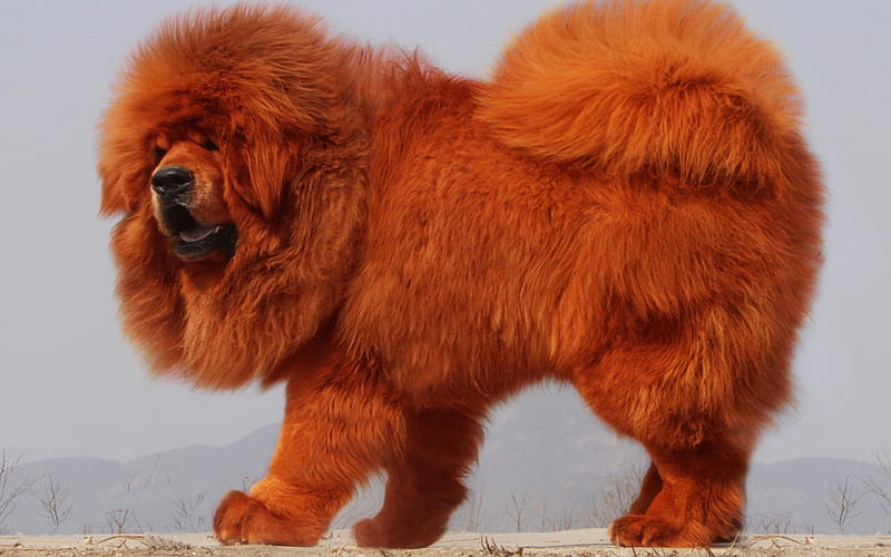 Tibetan Mastiff fluffy dog, brown Tibetan Mastiff, pets, cute animals, dogs, funny dog, Tibetan Mastiff Dog, HD wallpaper