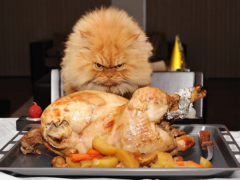 This Bird is Mine, persian, food, turkey, orange, cat, HD wallpaper