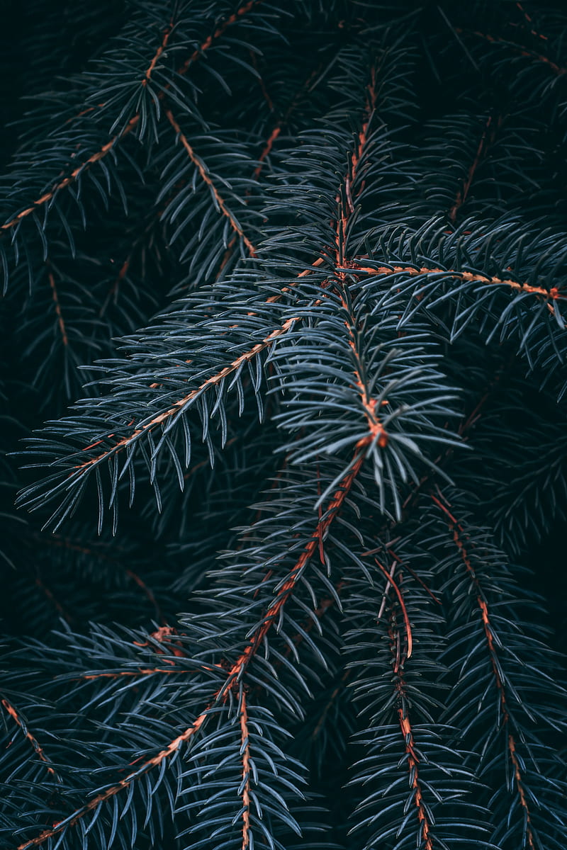 spruce, branch, macro, needles, HD phone wallpaper
