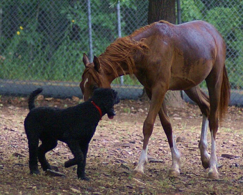Hey Back Off!, brown-with-white-stockings, black, horse, standard poodle, animals, dogs, HD wallpaper