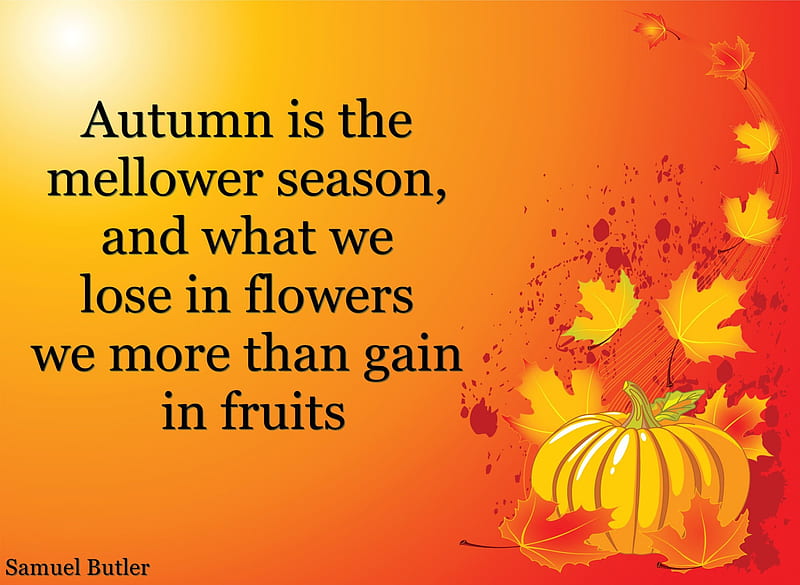Autumn is gain, saying, fall, pumpkin, quote, Autumn, HD wallpaper
