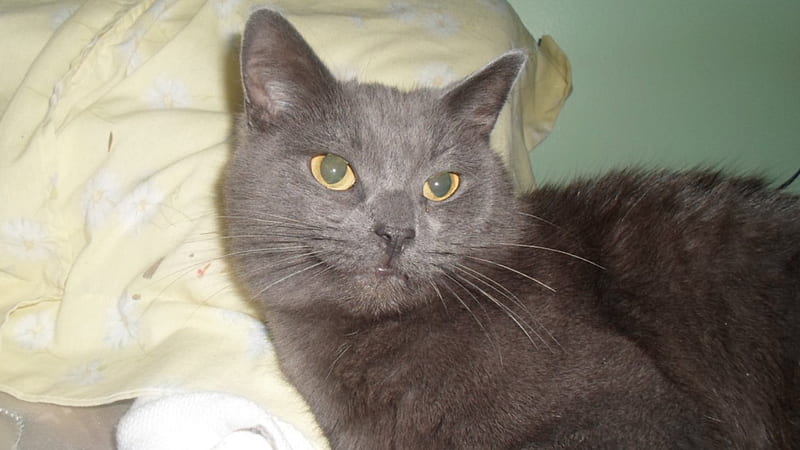 My Missy 2, cute, pet, feline, russian blue, cat, HD wallpaper