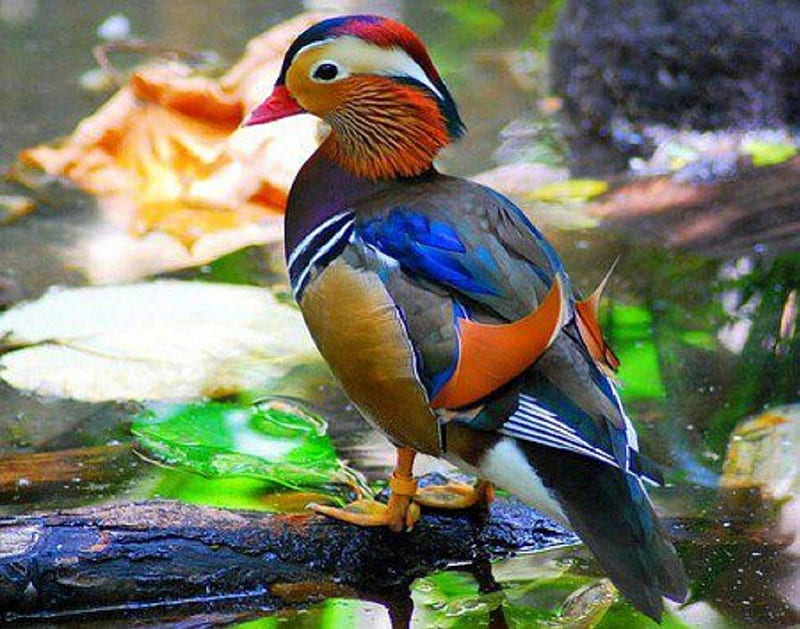 Colorful Mandarin Duck, colorful, nature, duck, bird, HD wallpaper