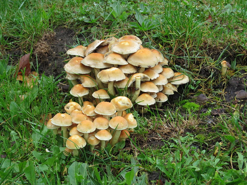 Little Fungi, toadstools, fields, fungi, grass, HD wallpaper