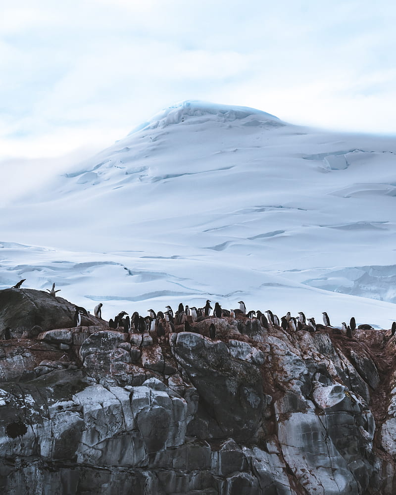penguins, glacier, mountain, snow, antarctica, HD phone wallpaper