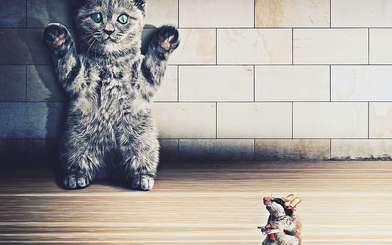 Cat with mouse, creative, mouse with gun, scared cat, standoff, hunting, hands up, HD wallpaper