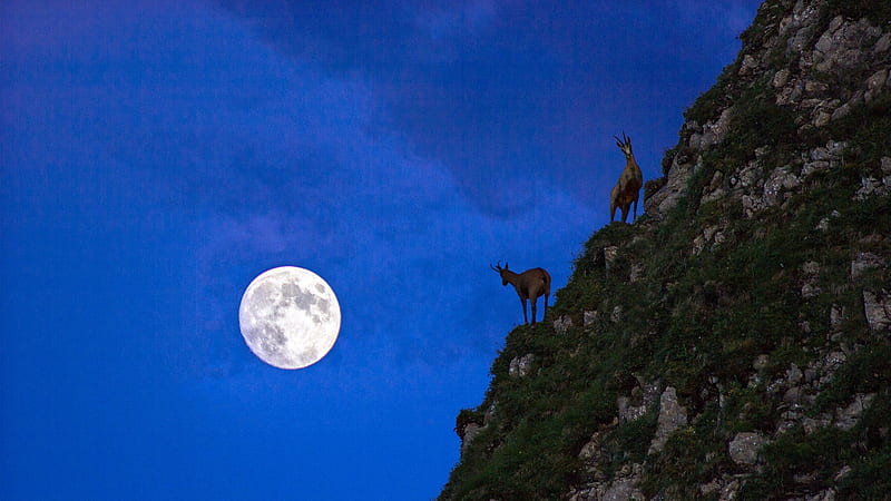 mountain goats climbing by the light of the moon, rocks, mountainside, moon, goats, night, HD wallpaper