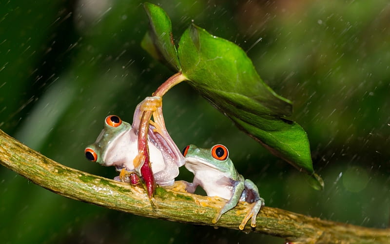 Frogs, red, orange, animal, leaf, cute, frog, green, water drops, rain, couple, HD wallpaper