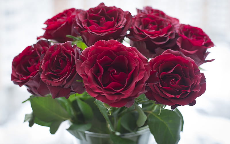 dark red roses, bouquet of roses, beautiful red flowers, roses, rosebuds, burgundy roses, HD wallpaper