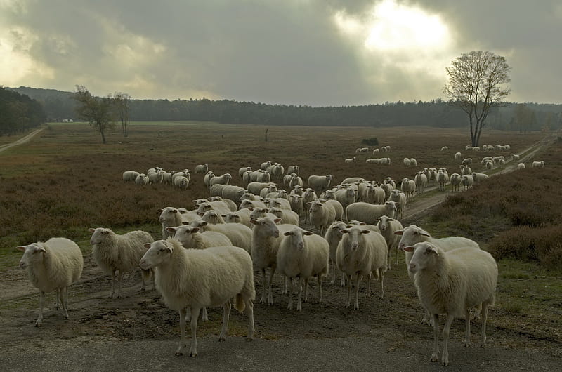 Animal, Sheep, Herd, HD wallpaper