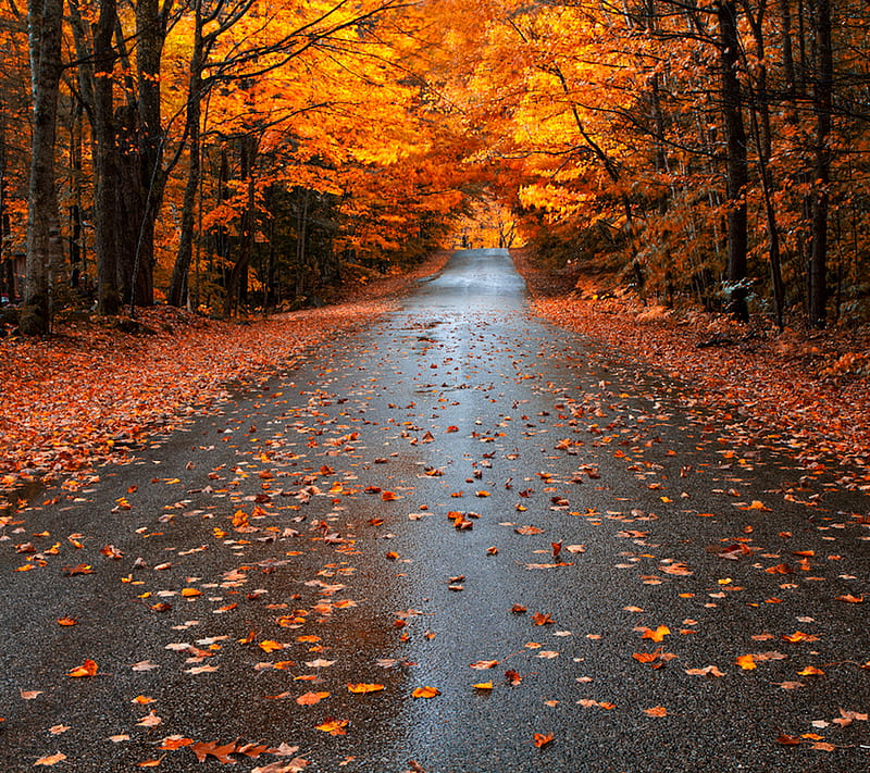 fall season, autumn, leaves, pretty, road, street, wet, HD wallpaper