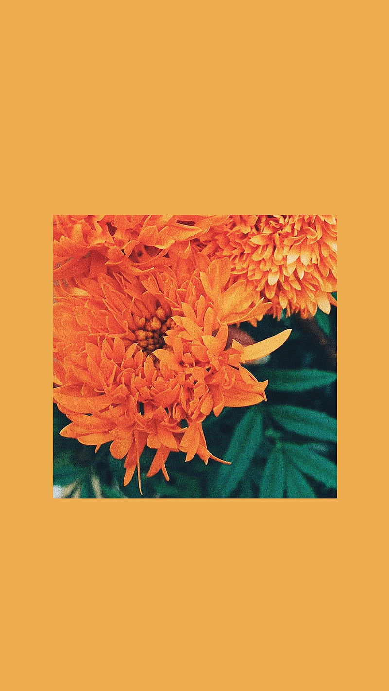 Marigold, aesthetic, aesthetic flower, aesthetic Marigold, flower, HD phone wallpaper