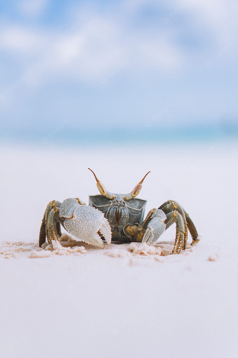 Hermit Crab . Vectors, Stock & PSD, HD phone wallpaper