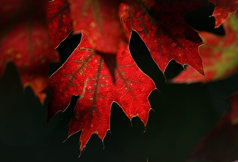 maple, leaf, red, macro, HD wallpaper