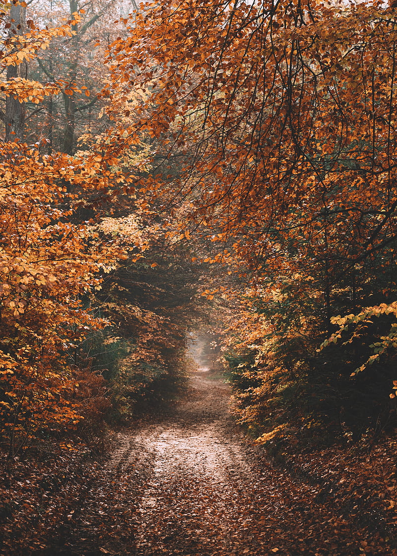 forest, path, autumn, nature, HD phone wallpaper