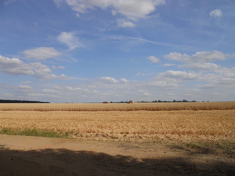 Harvest, corn, tractor, sun, summer, la maquina, agricultural, HD wallpaper