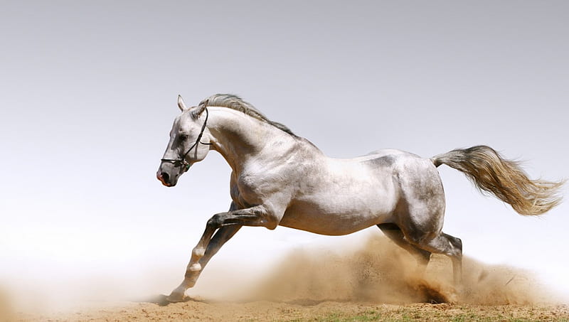 Arabian Horse from England, nose, head, legs, england, tail, horse, white, eyes, arabian, animals, HD wallpaper