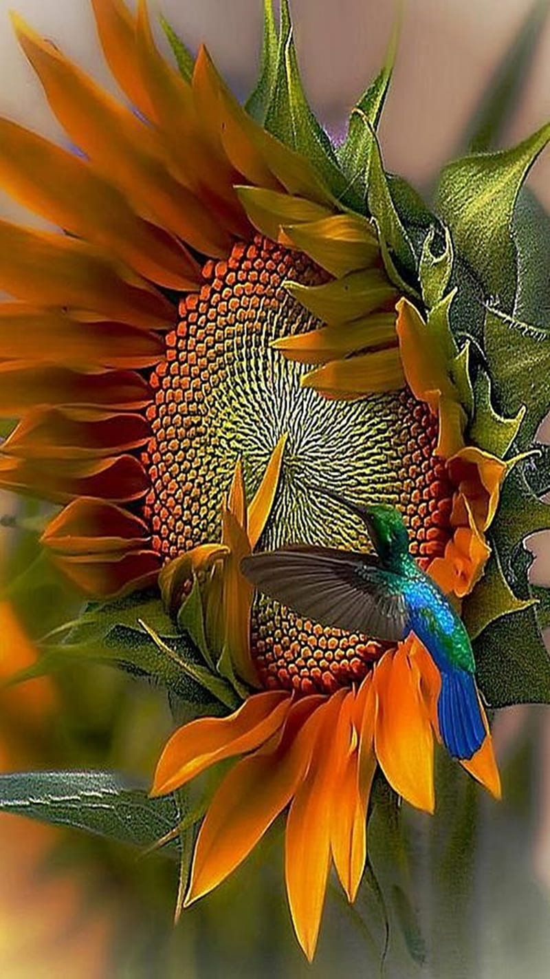 Sunflower, bird, HD phone wallpaper