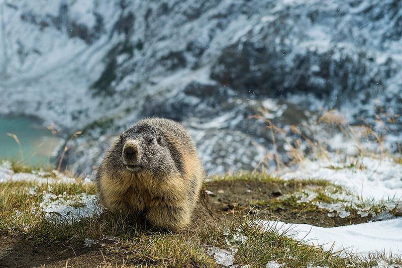 marmot, rodent, mormot, fur, animal, HD wallpaper