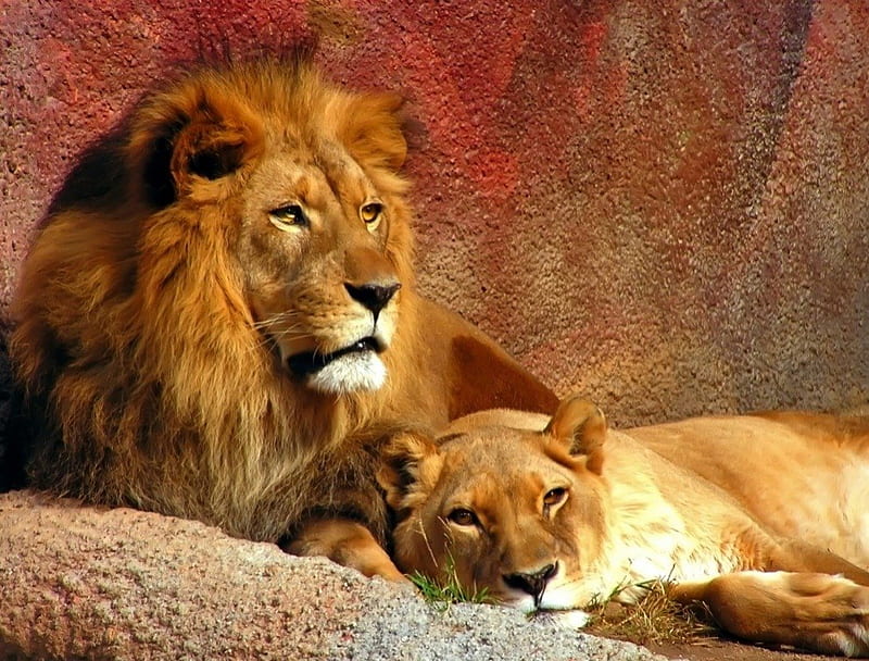 WILD COUPLE, male, female, lions, HD wallpaper