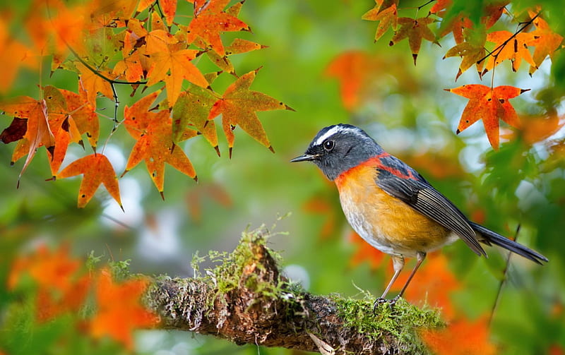 Bird, fall, autumn, green, orange, branch, HD wallpaper | Peakpx