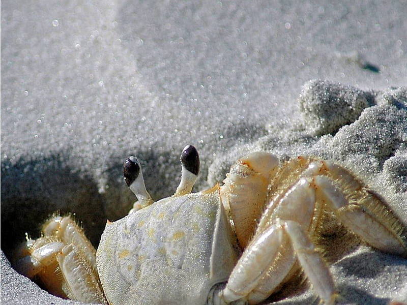 Crab in the sand, beach, sand, cumberland island, crab, HD wallpaper