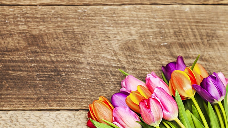 Tulips, flowers, petals, wood, HD wallpaper | Peakpx