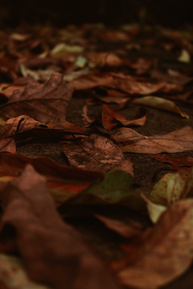 Folhas caidas, autumn, folhas secas, iphone, leaves, selva, HD phone wallpaper