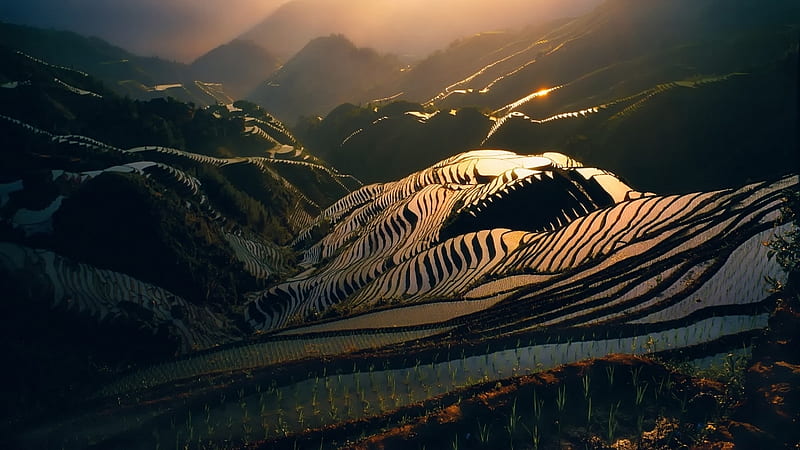 glistening terraced rice patties at sunset, mountains, terraces, sunset, glistening, patties, HD wallpaper