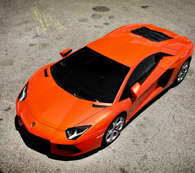 1920x1080px, 1080P Descarga gratis | Lamborghini, gato, esquivar ...