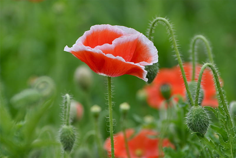Poppies, red, blossoms, spring, white, buds, HD wallpaper