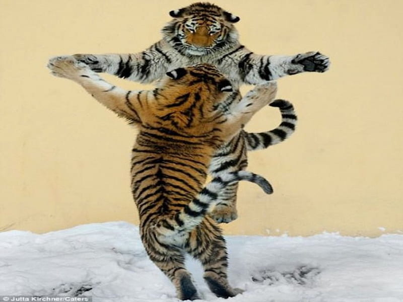 The Dance of the Tiger, stand, fight, dance, tiger, funny, upright, jump, play, HD wallpaper