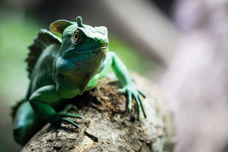 chameleon, reptile, cute, green, HD wallpaper