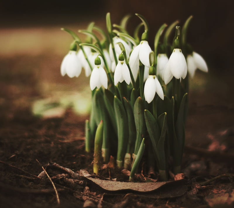 Spring Snowdrops, flowers, white, HD wallpaper