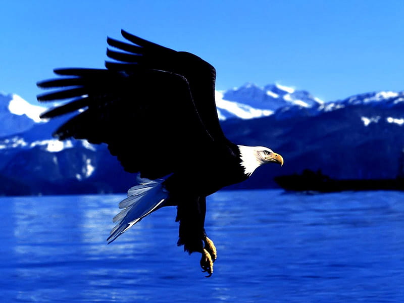 Bald Eagle , lakes, eagle, birds, water, mountains, flying, beauty, earth, animals, HD wallpaper