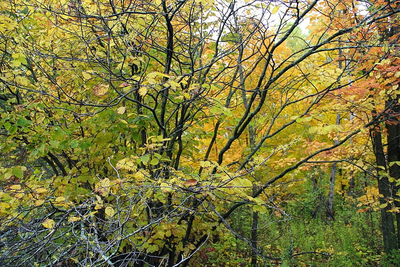 Fothergilla_Witch Hazel, Fall, forest, autumn, alders, fothergillas, nature, trees, witch-hazel, HD wallpaper