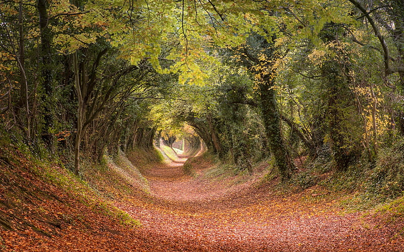 Tree Tunnel Path in Autumn, West Sussex, England, path, forest, autumn, nature, HD wallpaper