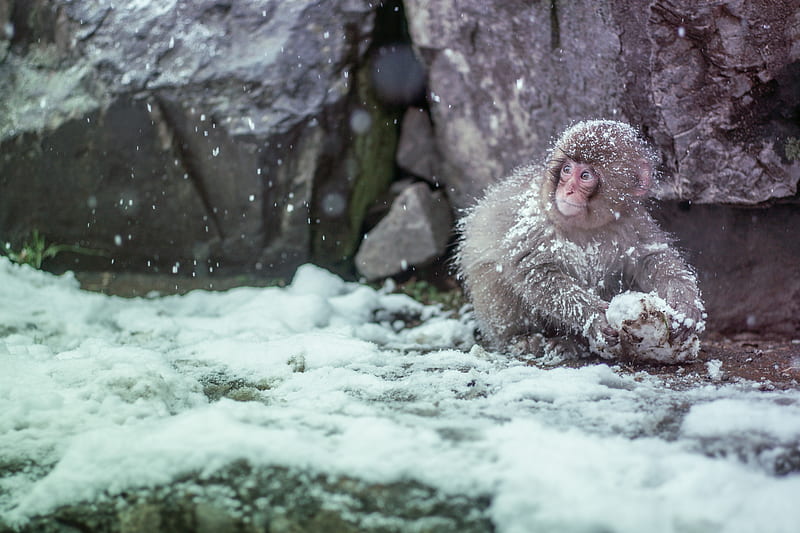 brown monkey covered by snow, HD wallpaper