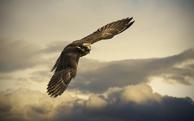 Golden Eagle and Background, HD wallpaper