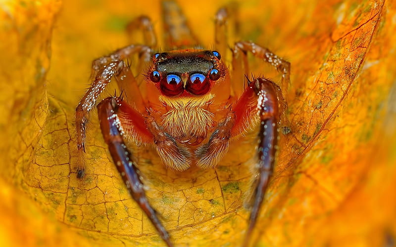 Spider, insect, orange, halloween, jumper, HD wallpaper